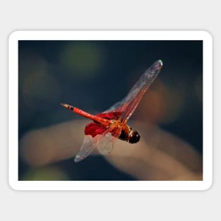 Red Skimmer In Mid-Air Sticker